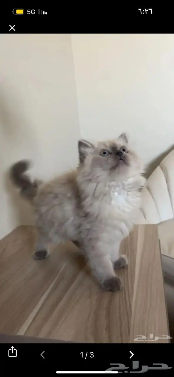 قطط صغيره هملايا 2