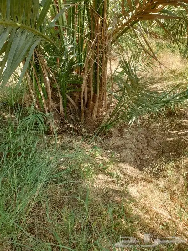 صنيه ربيعه وروثانه 1