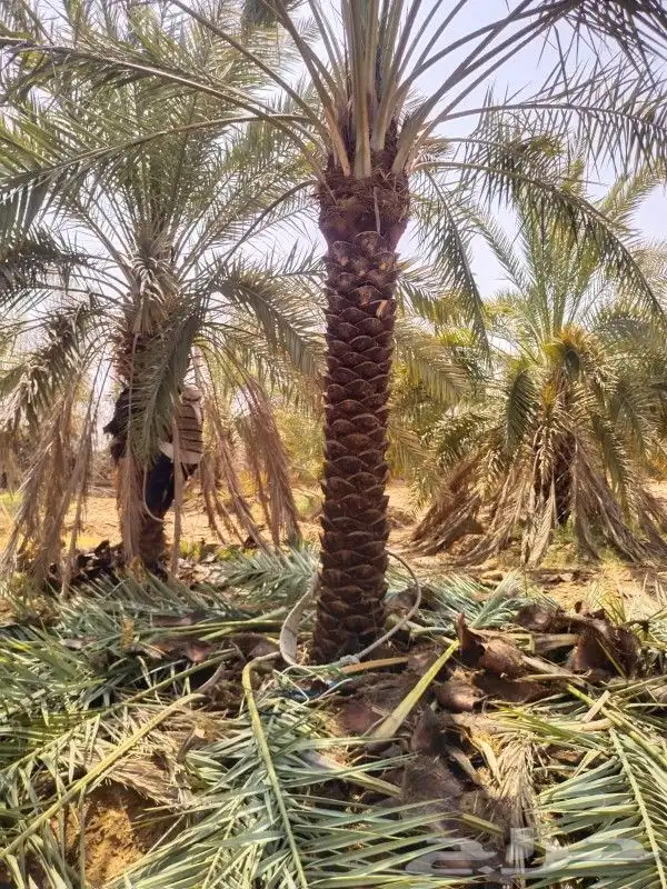 يوجد لديناء جميع انوع الفروخ والنقيل 5