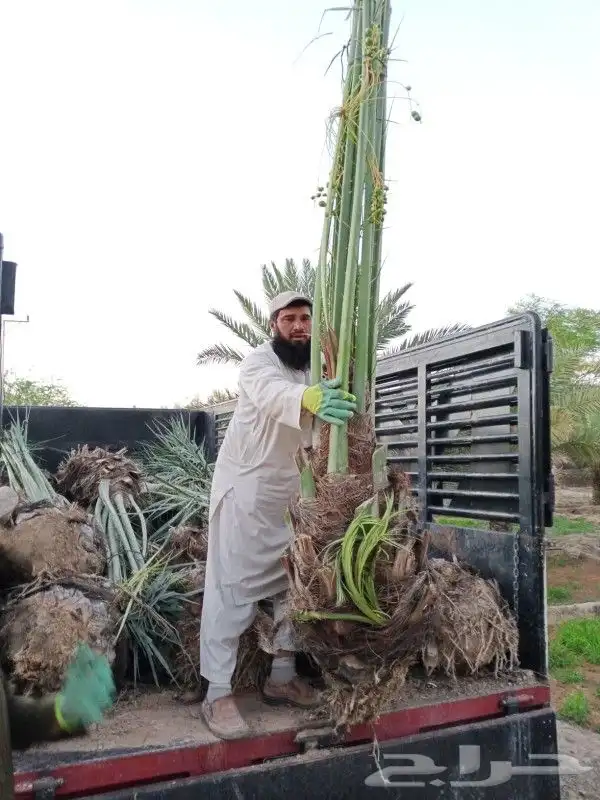 نخل للبيع نخيل مثمر نقايل فسايل خلاص صقعي سكري شيشي برحي سلج 2