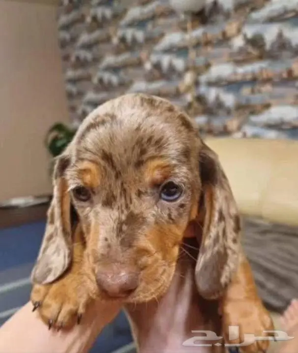 جراء الداشهند المميزه الوان نادره استيراد من الخارج 8