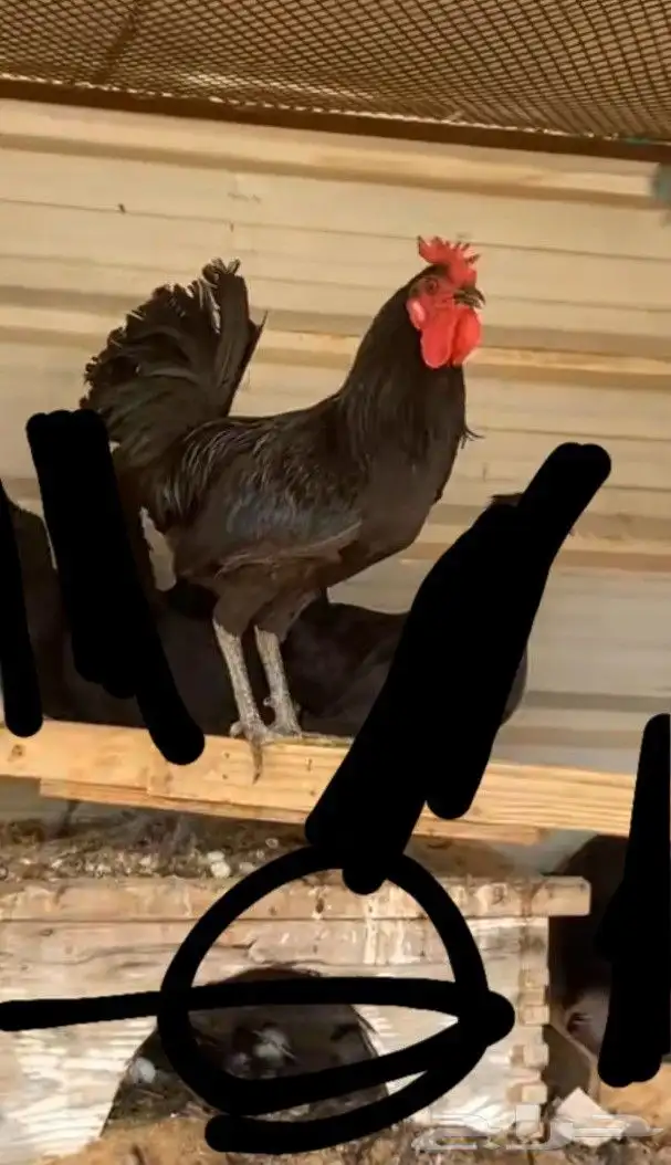 مطلوب ديك بلدي اسود 0
