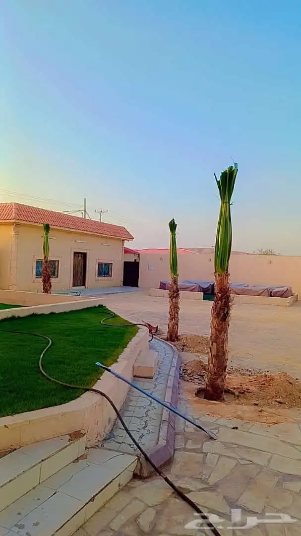 يوجد لدينا توريد جميع انواع نحيل الواشنطن والعربي 6