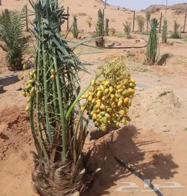 نخيل مثمر للبيع صقعي سكري اخلاص هلالي مجدوله شيشي خضري 2