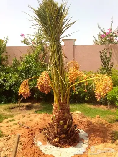 نخل مثمر للبيع اخلاص سكري صقعي شيشي نبوت سيف سلطانه شيشي index