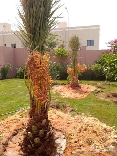 نخل مثمر للبيع اخلاص سكري صقعي شيشي نبوت سيف سلطانه شيشي index