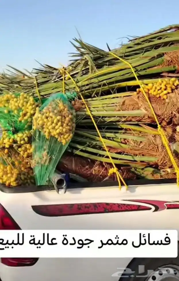 توريد نخيل مثمر جميع المقاسات متوافره في انحا ال مملكه 5