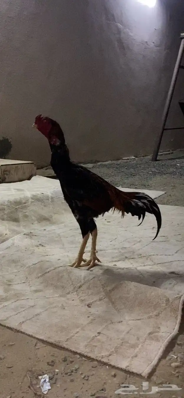 ديك باكستاني للبيع 0