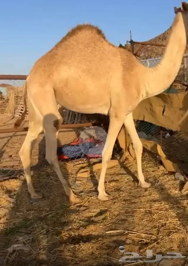 بكره 0
