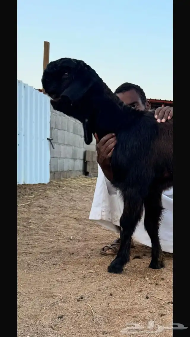 أحواش الغنم طريق الروضة 3