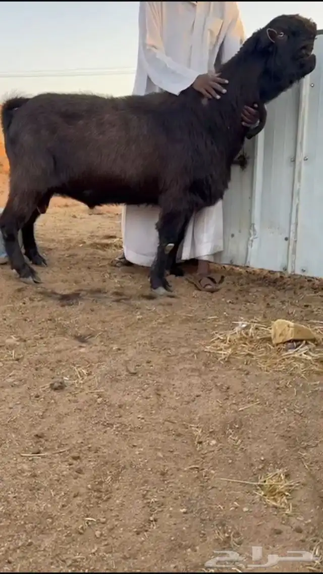 أحواش الغنم طريق الروضة 0