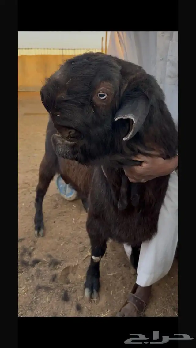 أحواش الغنم طريق الروضة 1