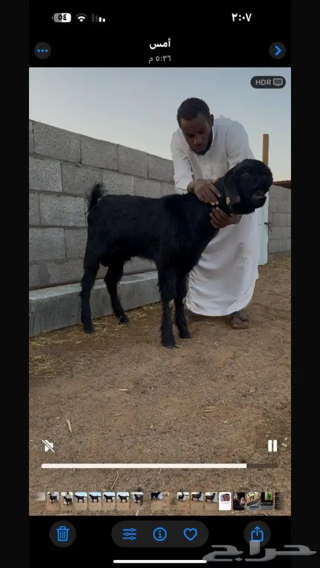 أحواش الغنم طريق الروضة 2