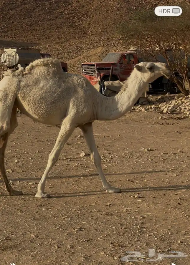 مفروده وضحى عبدانيه 0
