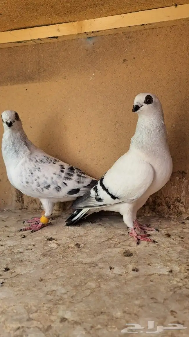 زوج بواز منتجات 3