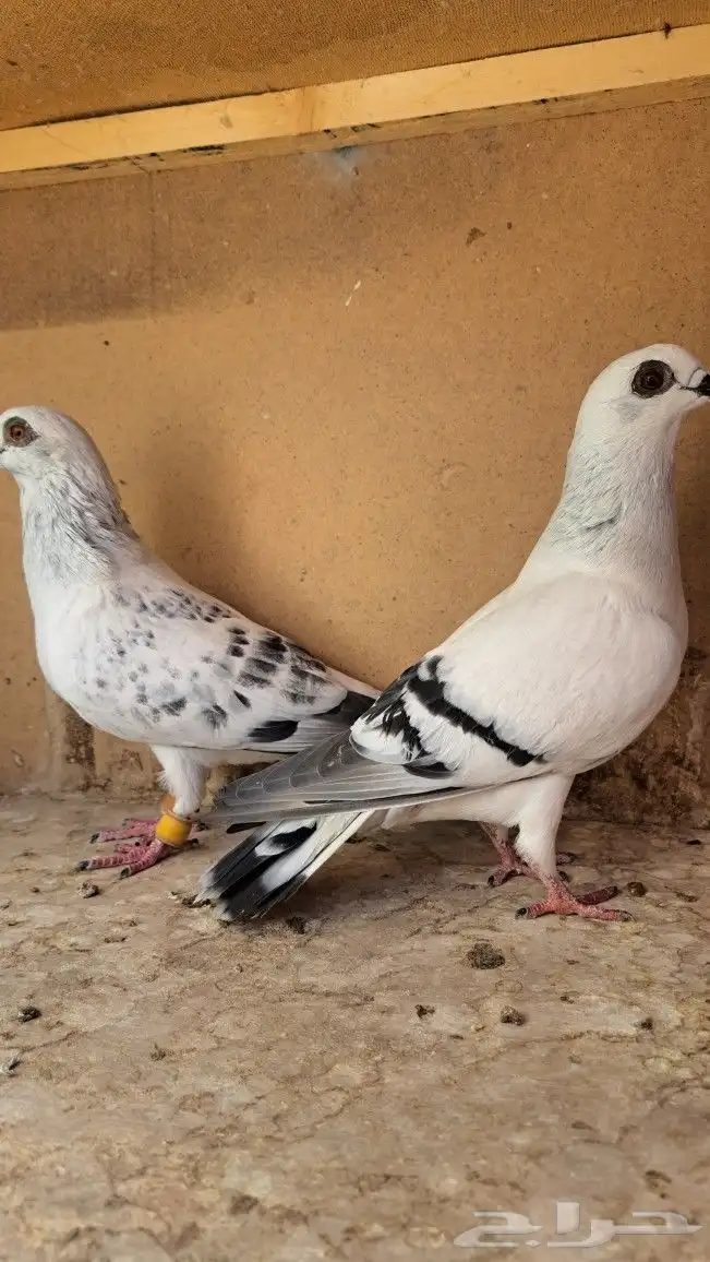 زوج بواز منتجات 0