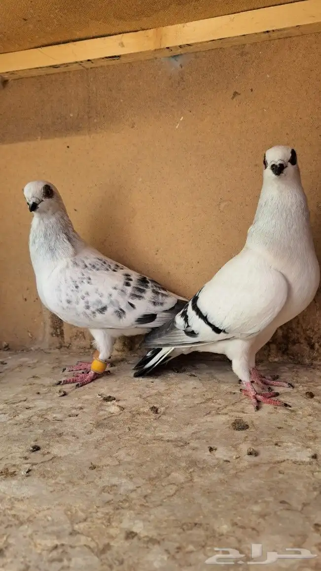 زوج بواز منتجات 1