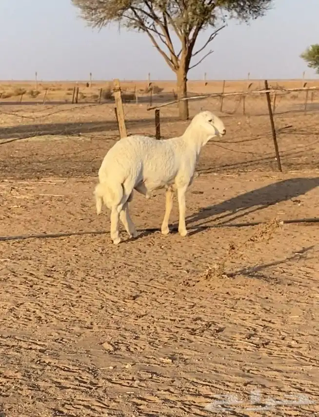 مشروع فحل حري 1