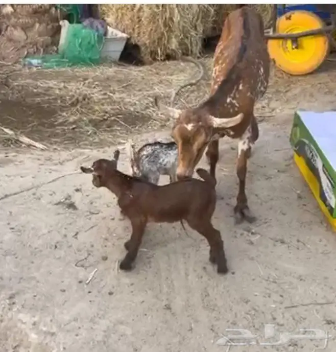 ماعز تحته تيس وجفره 2