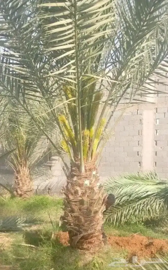نخيل مثمر للبيع صقعي سكري اخلاص هلالي مجدوله شيشي خضري 8