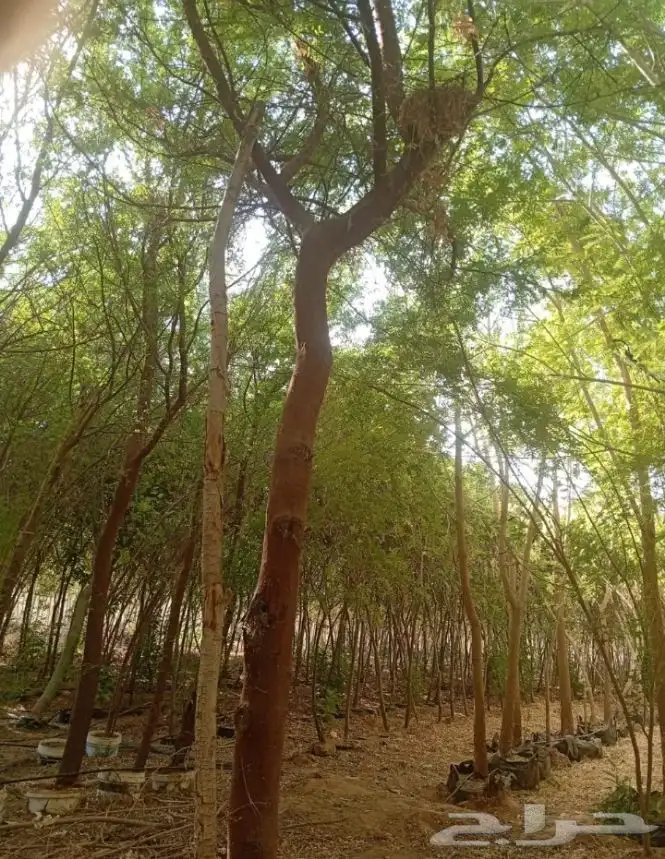 قرض طلح سدر متوفر لدينا جميع المقسات 3