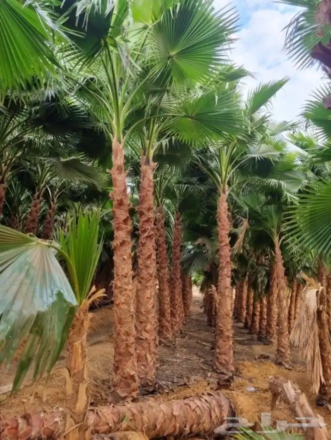 نخل واشنطني زينه امريكي جميع مناطق المملكة توصيل وزرعه 9