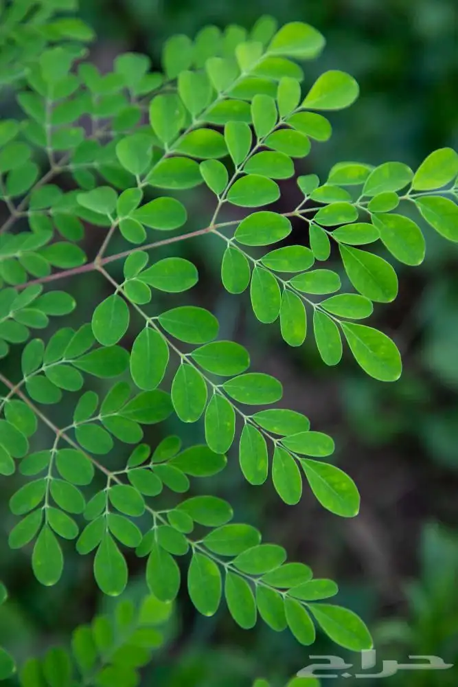 مورينج هندي طبيعي 2