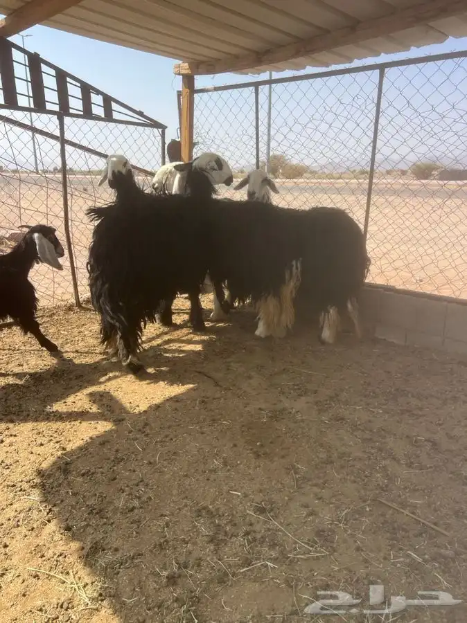 تم لبيع الله يبارك الشاري 0