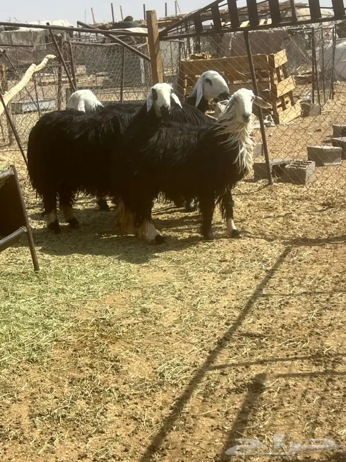 تم لبيع الله يبارك الشاري 1