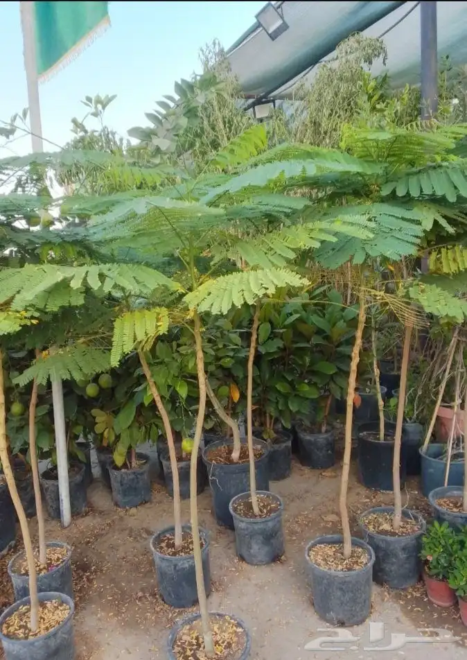 مزارع ومنسق حدائق 0