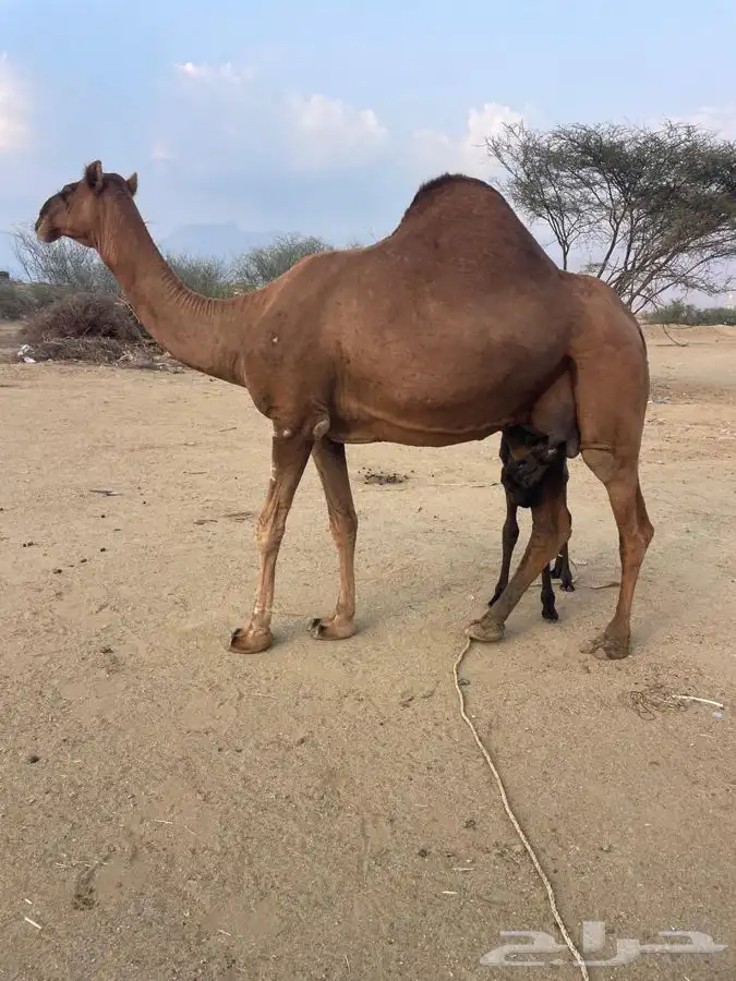 ناقه للبيع خلفه 0