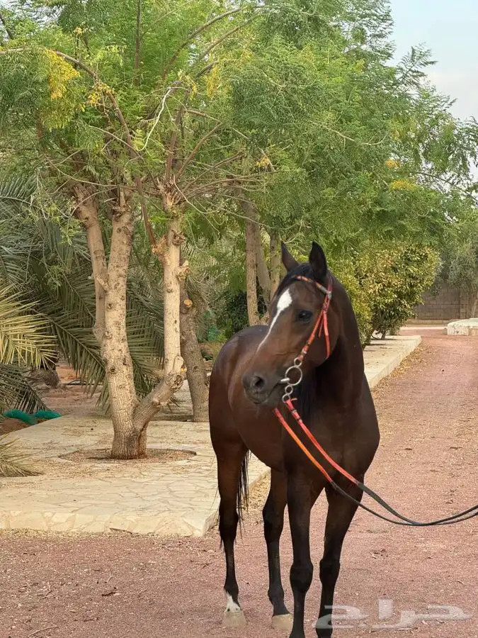 حصان واهو خط سرعة 5