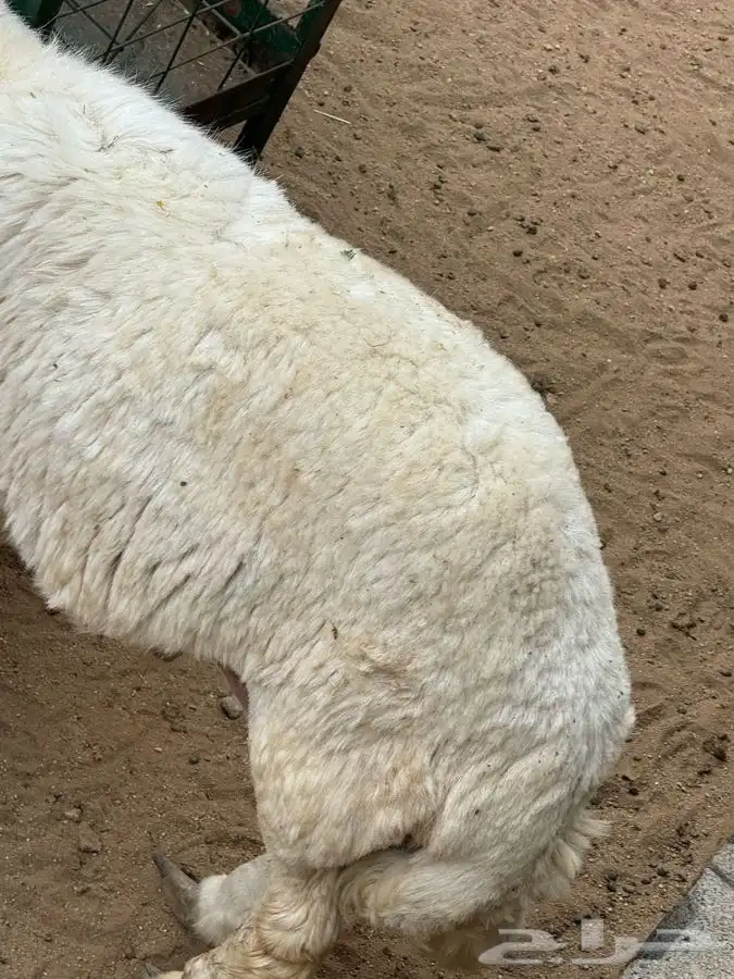 ذبايح مزرعة مرابي عسير 23