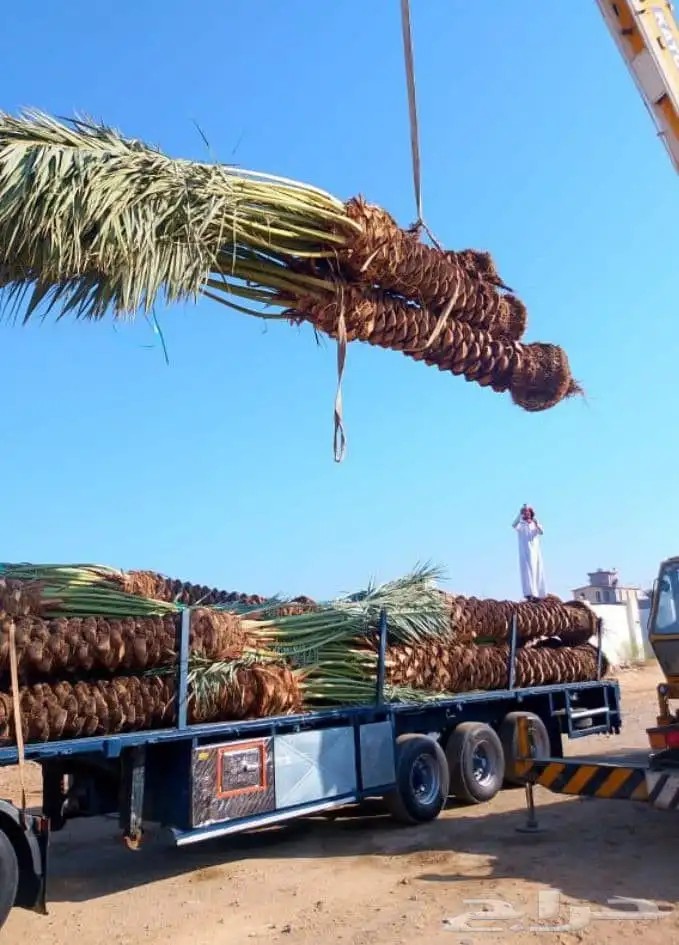 يوجد لدينا نخل للبيع بجميع انواعه ومقاساته نخل للبيع جده مكه 7