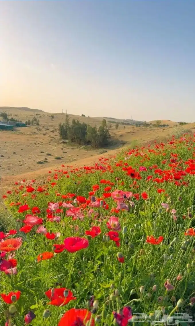 بكج ازهار الربيع البرية عرض خاص 0