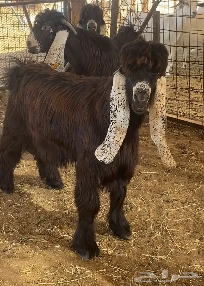 4 تيوس طيبات عوارض 2