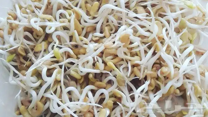 مطلوب مستنبت جاهز للطيور.. 0