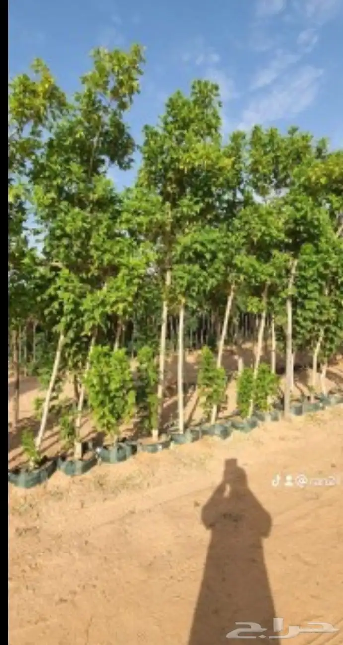 يوجد لدينا جميع انواع الشبوك انخيل واشجار الزيتون توريد وترك 7