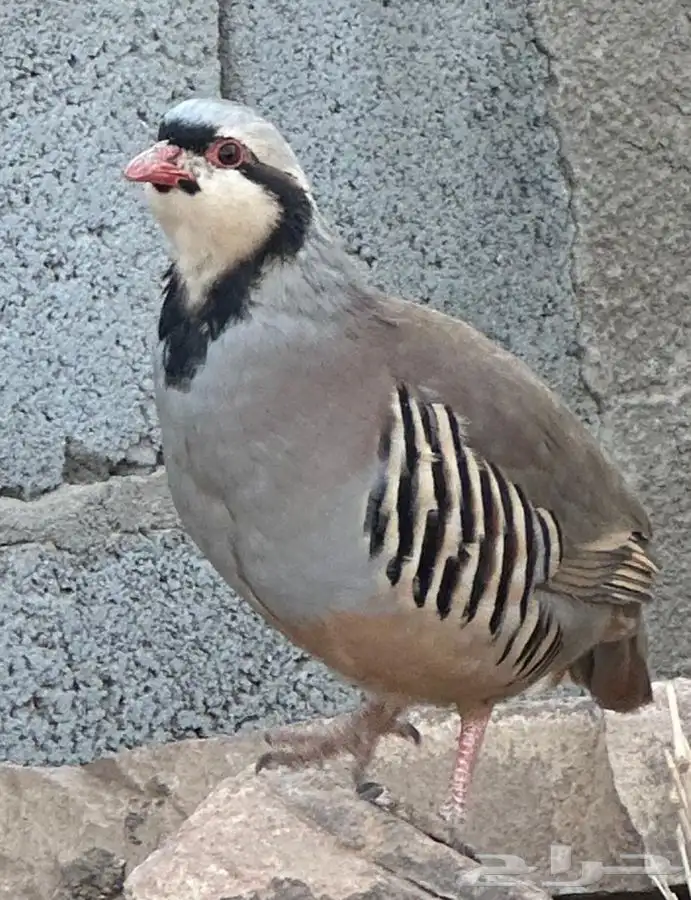 حجل شنير قهد 0