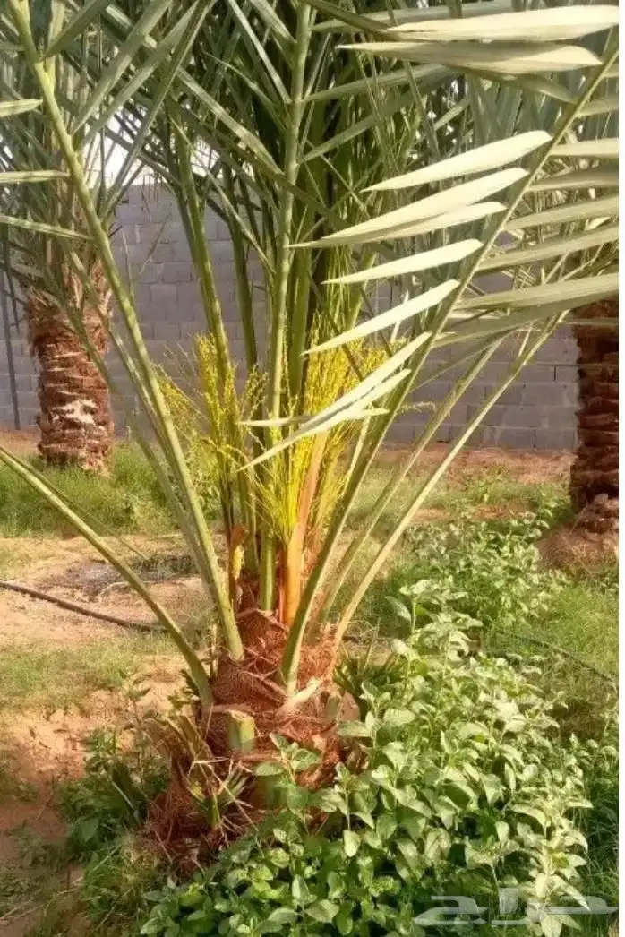 نخيل مثمر للبيع صقعي سكري اخلاص هلالي مجدوله شيشي خضري 11