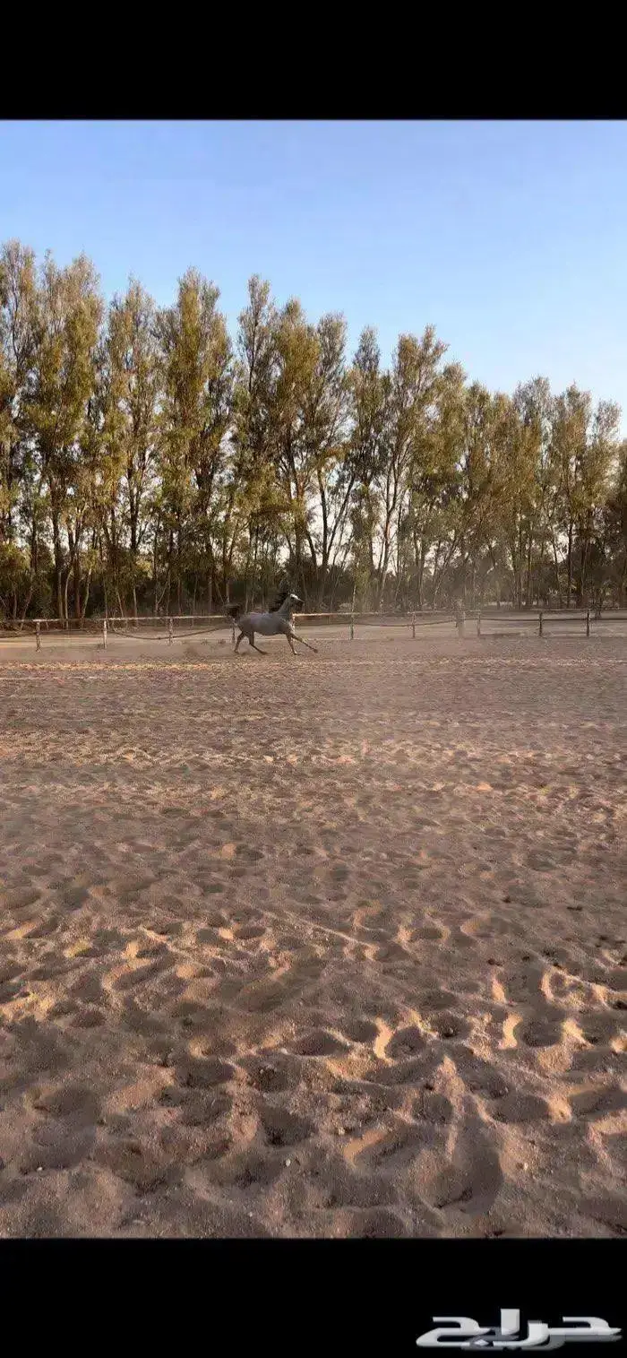 فرس عربيه للي يدور الزين للبيع 2