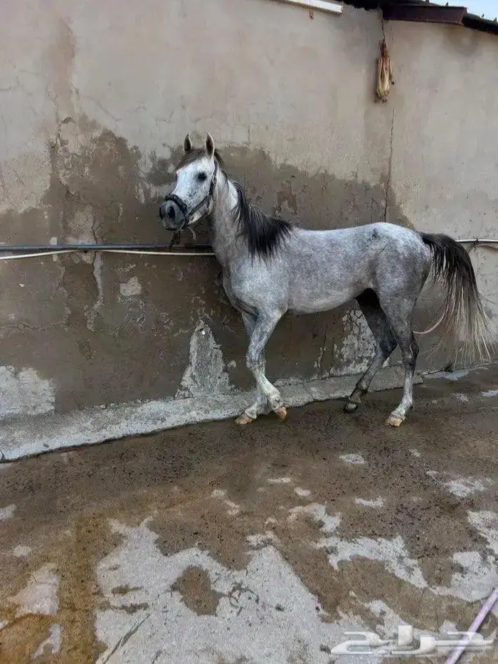 فرس عربيه للي يدور الزين للبيع 0