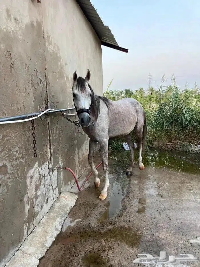 فرس عربيه للي يدور الزين للبيع 1
