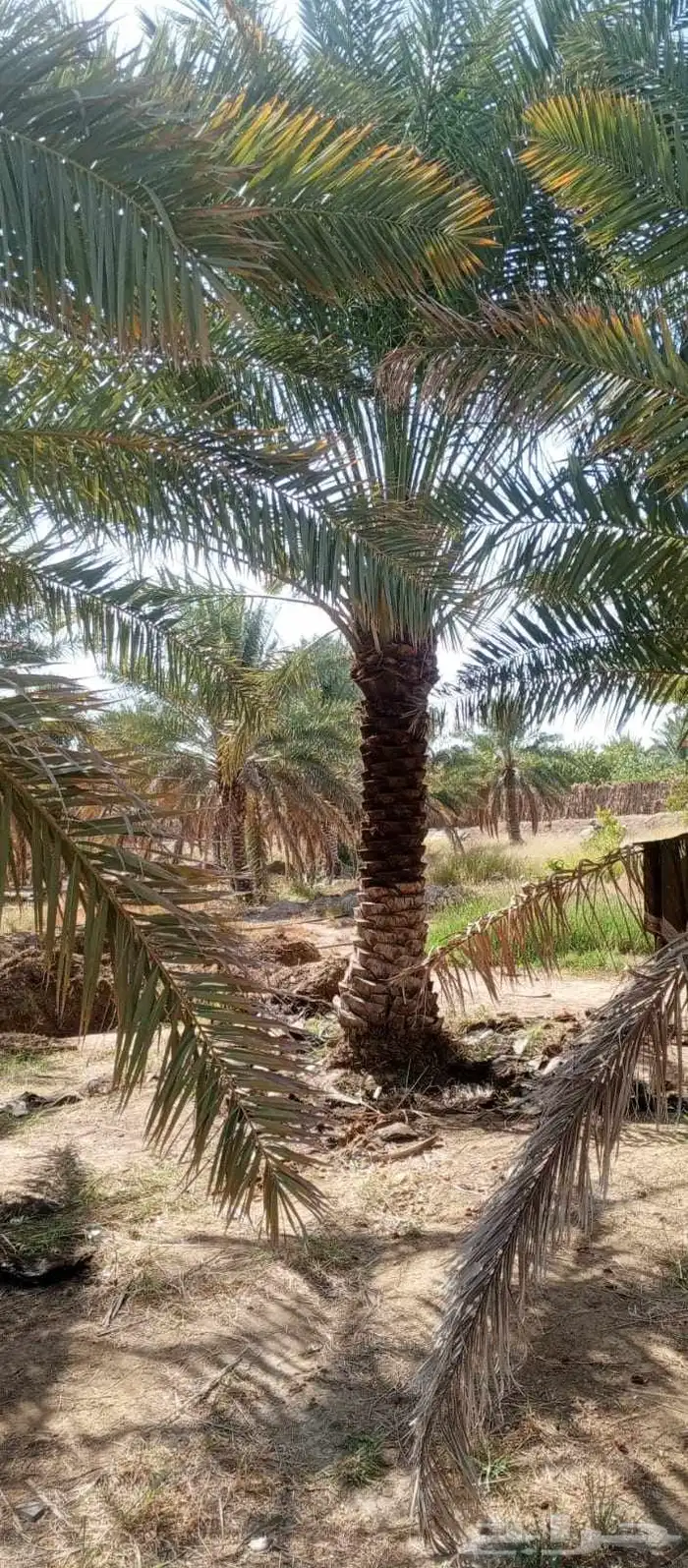 يوجد لدينا نخل للبيع بجميع انواعه ومقاساته نخل للبيع جده مكه 5