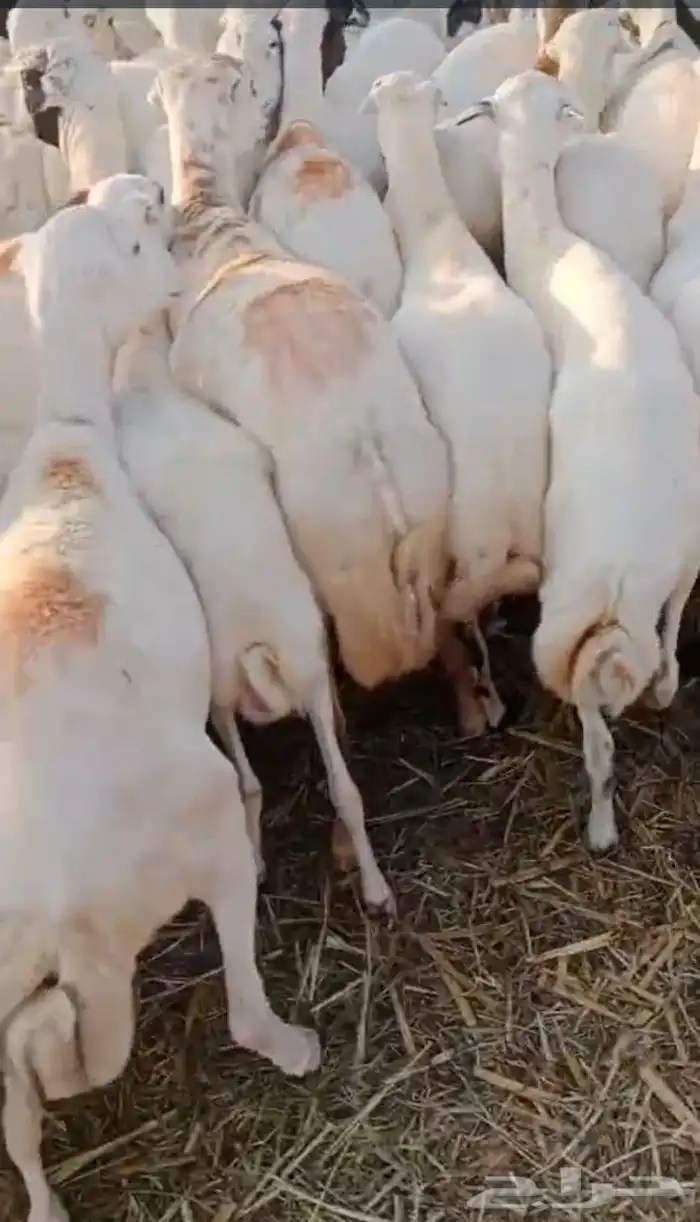 اعرض لكم ضان دفيع العدد 85 راس بضاعه من المعدوم جروم 2