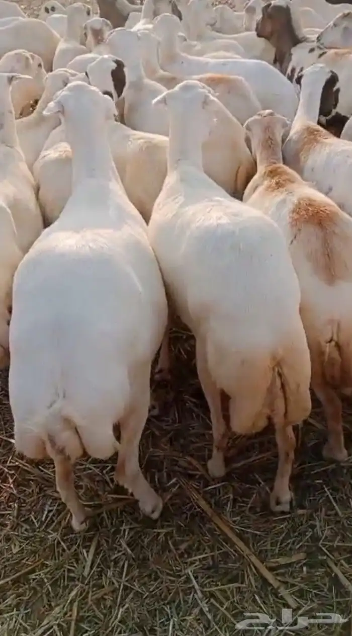 اعرض لكم ضان دفيع العدد 85 راس بضاعه من المعدوم جروم 3