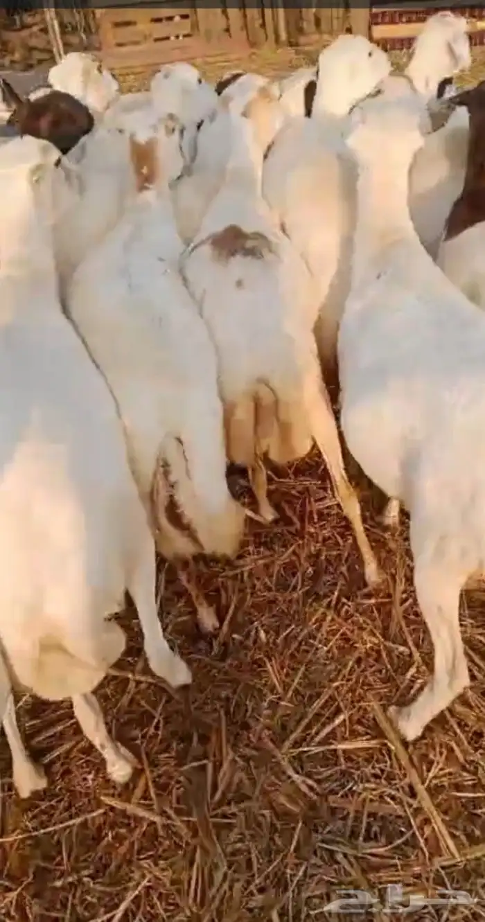 اعرض لكم ضان دفيع العدد 85 راس بضاعه من المعدوم جروم 1