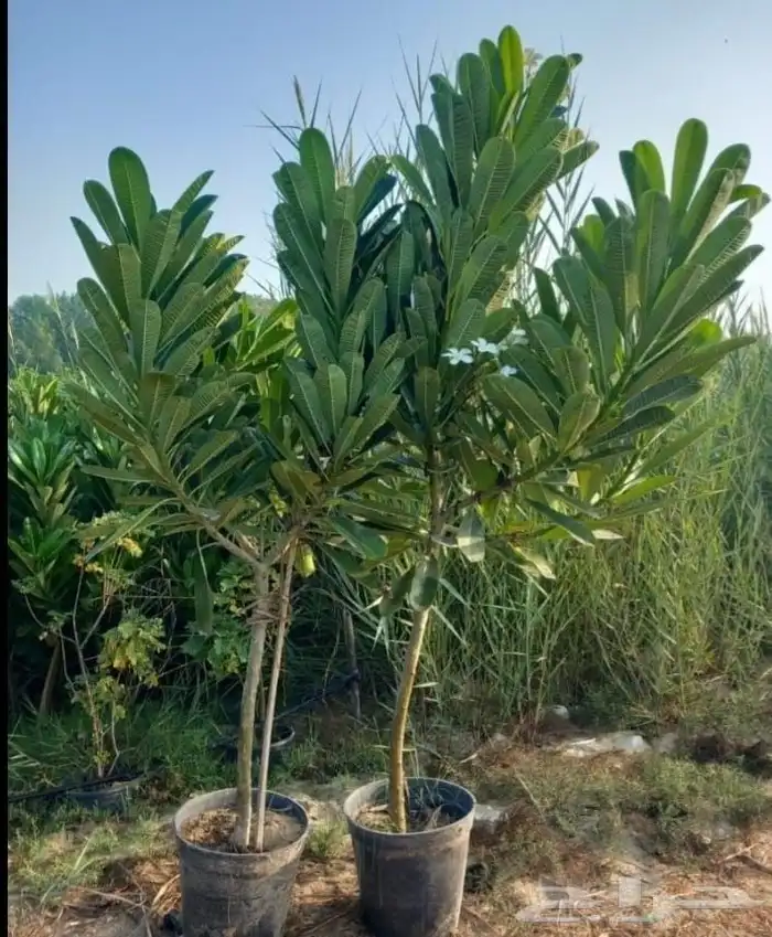 مزرعه ومشتل الشريف لتنسيق الحدائق والزراعه 3