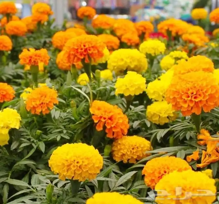 بذور ازهار الوسمي و الربيع البرية 7