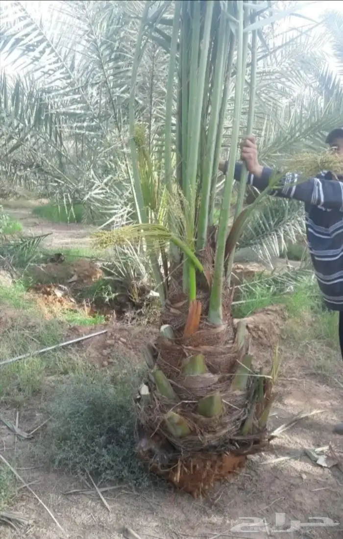 نخيل مثمر للبيع صقعي سكري اخلاص هلالي مجدوله شيشي خضري 1
